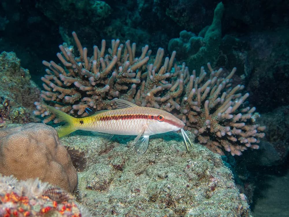 Red Sea Goatfish