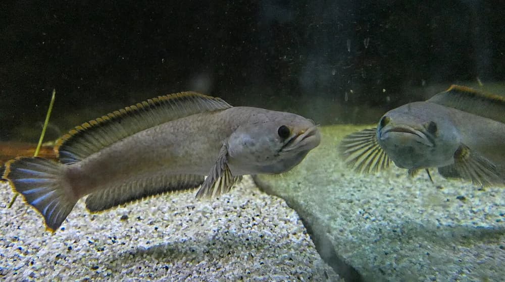 Red Seam Snakehead