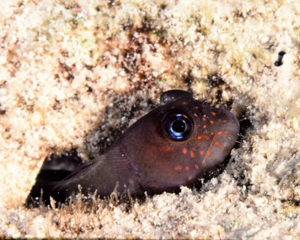Red-Speckled Blenny