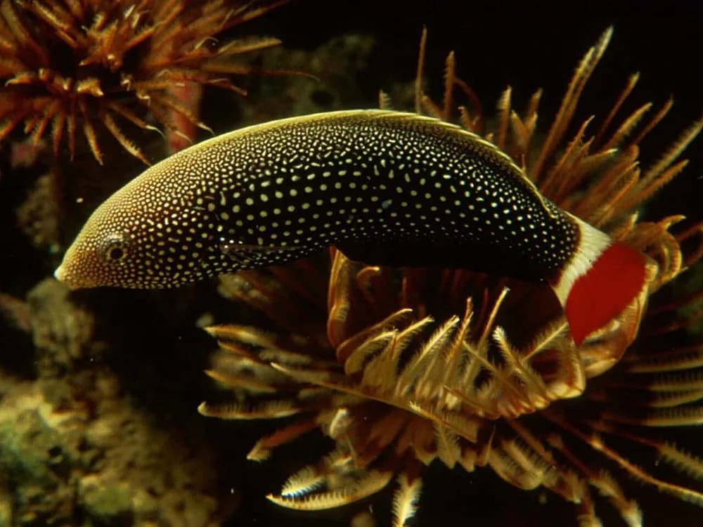 Red Tail Wrasse
