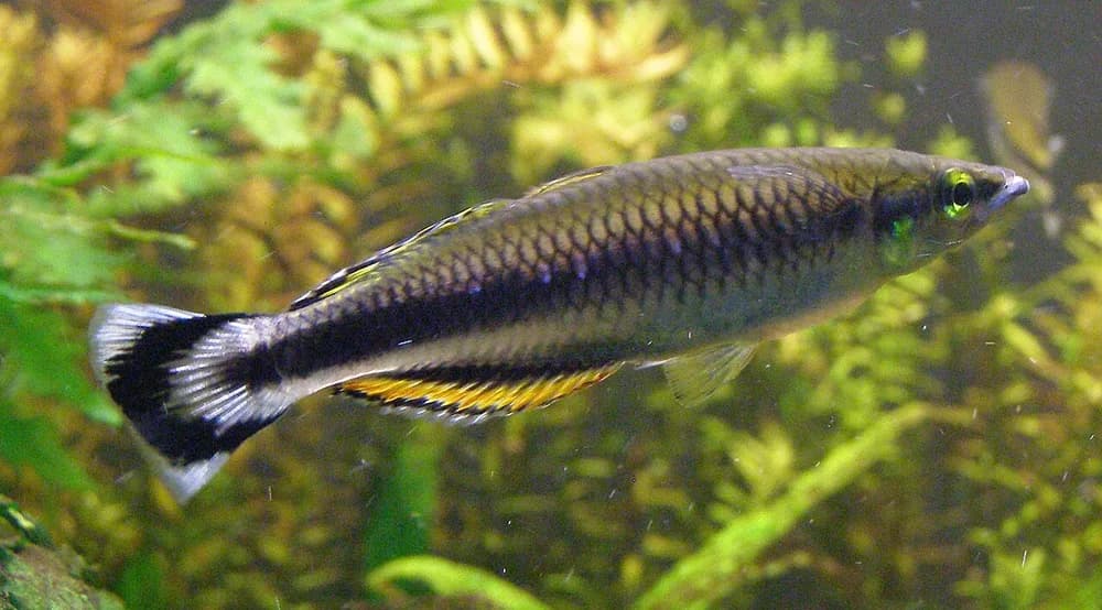 Red-Tailed Silverside