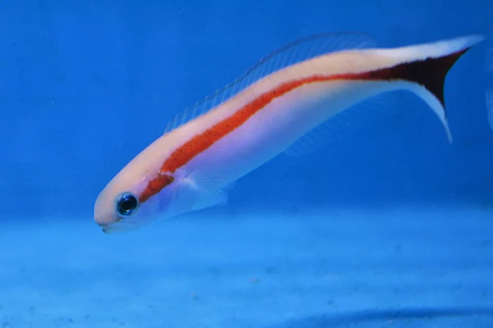 Redback Sand Tilefish