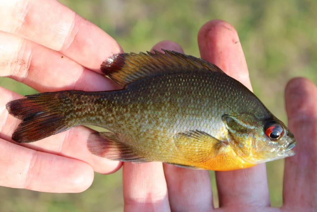 Redbreast Sunfish