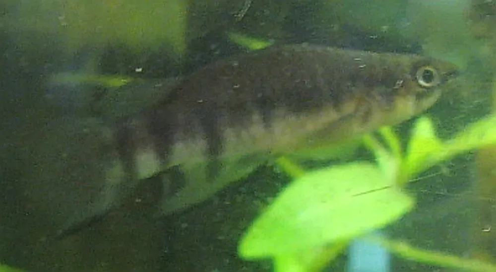 Redchin Panchax