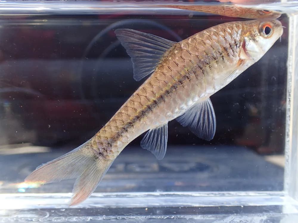 Redeye Barb