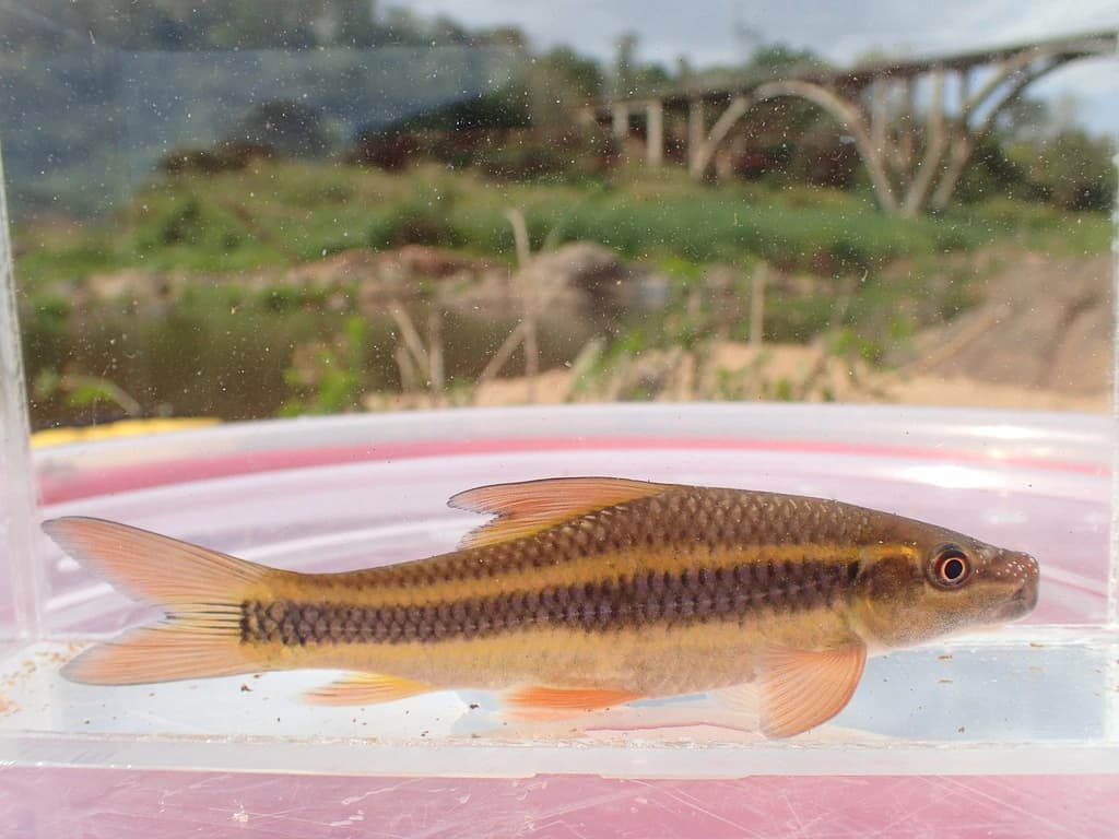 Redeye Labeo