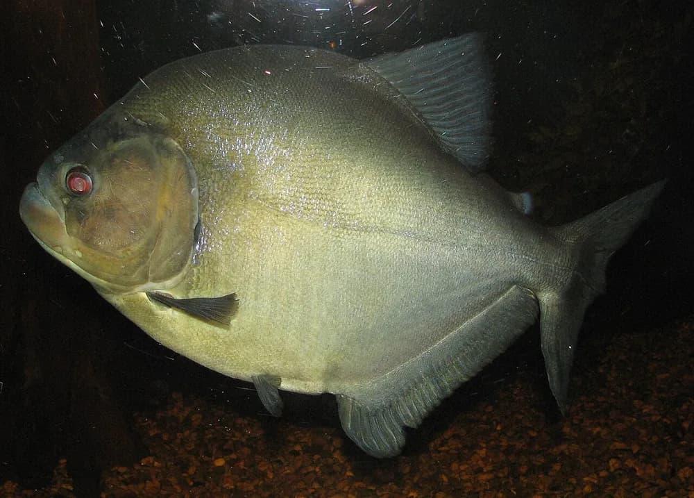 Redeye Piranha