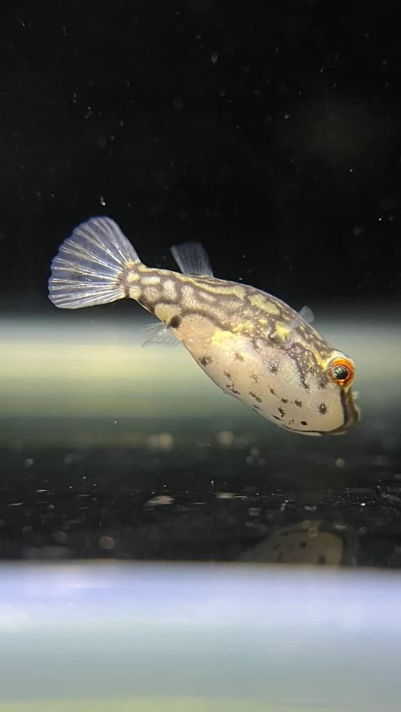 Redeye Puffer