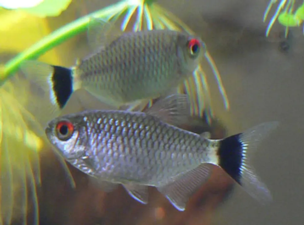 Redeye Tetra