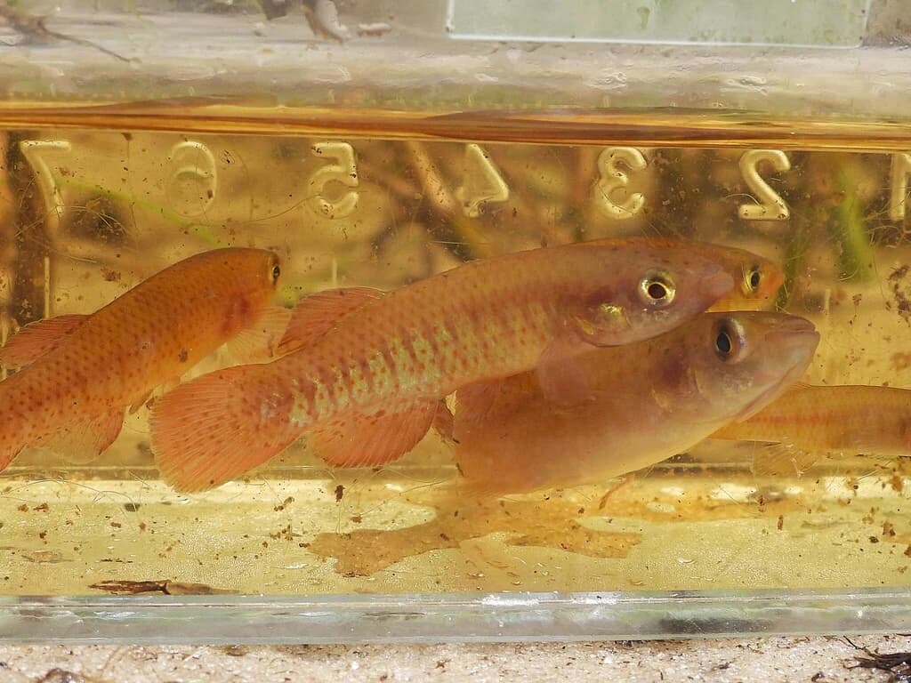 Redface Topminnow