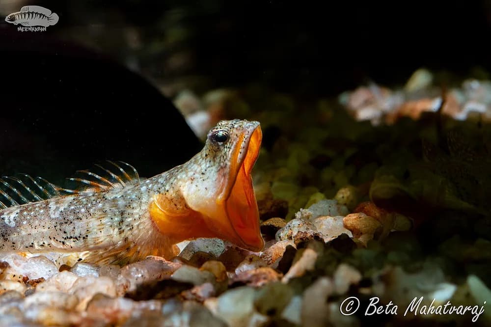 Redneck Goby