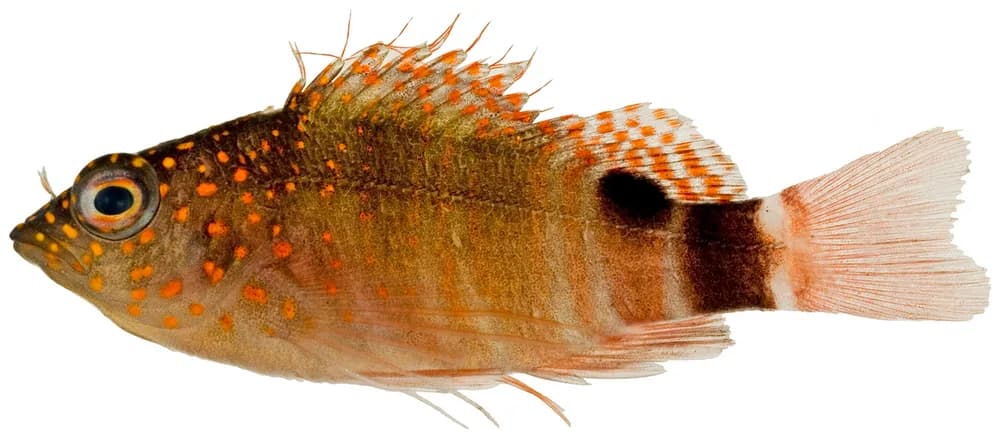 Redspotted Hawkfish
