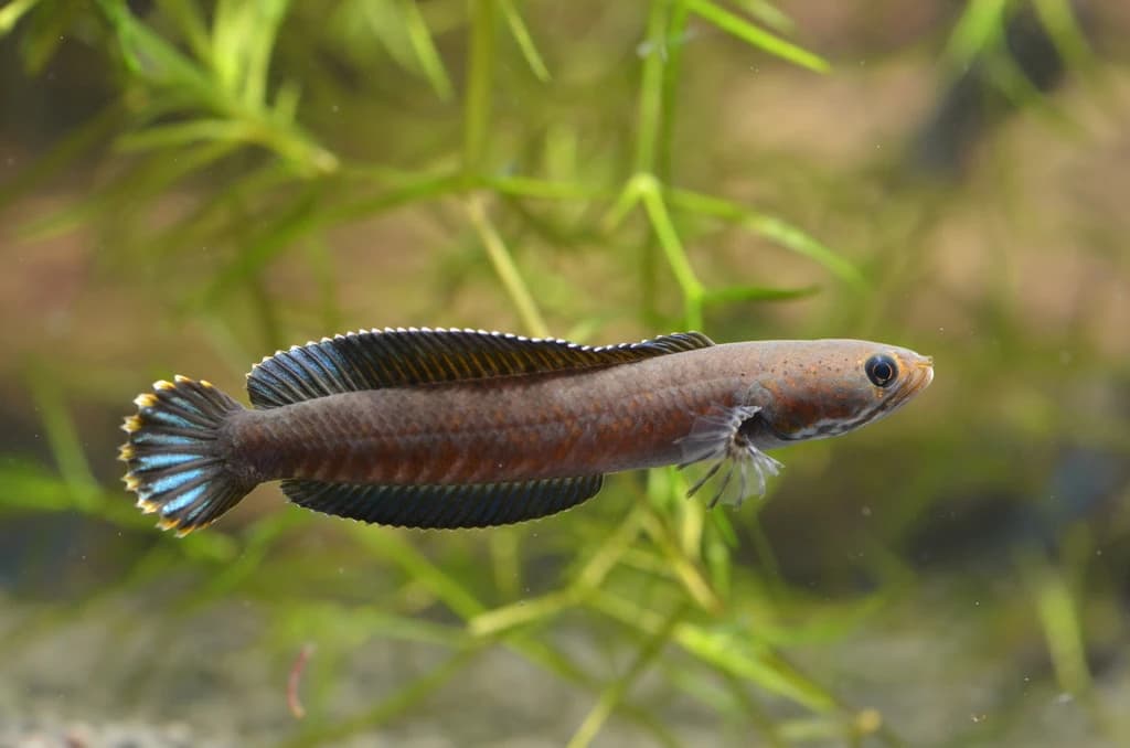Redspotted Snakehead