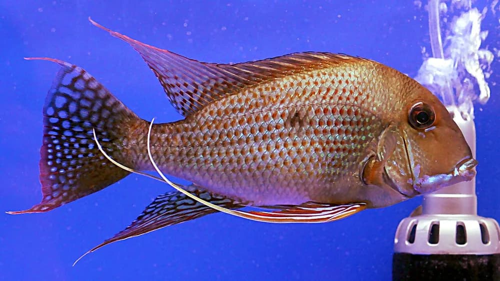 Redstriped Eartheater