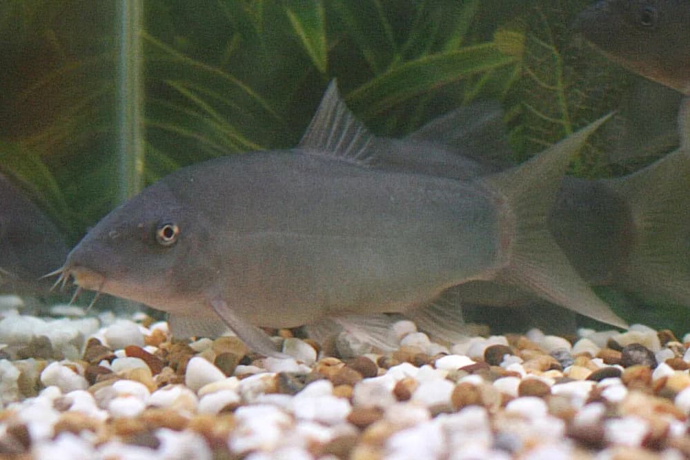 Redtail Botia