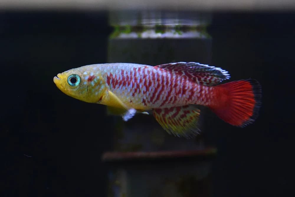 Redtail Notho