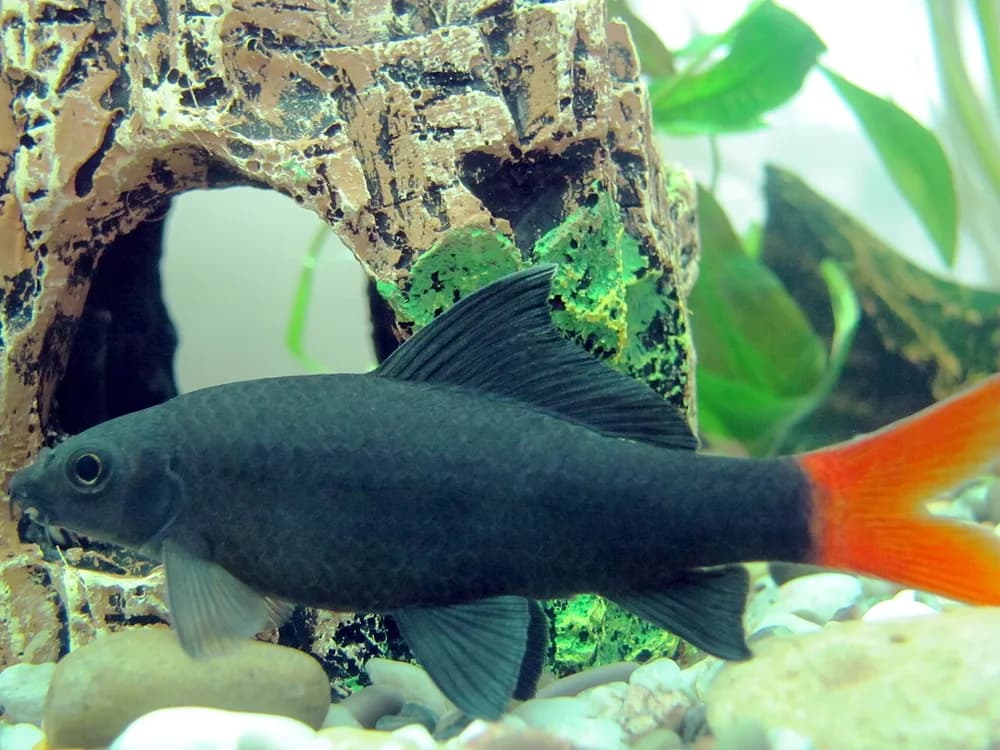 Redtail Sharkminnow