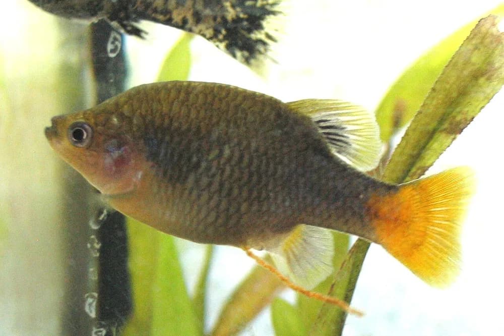 Redtail Splitfin