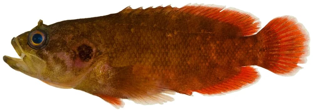 Reef Bass