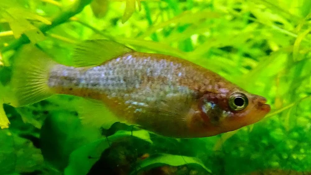 Relict Splitfin