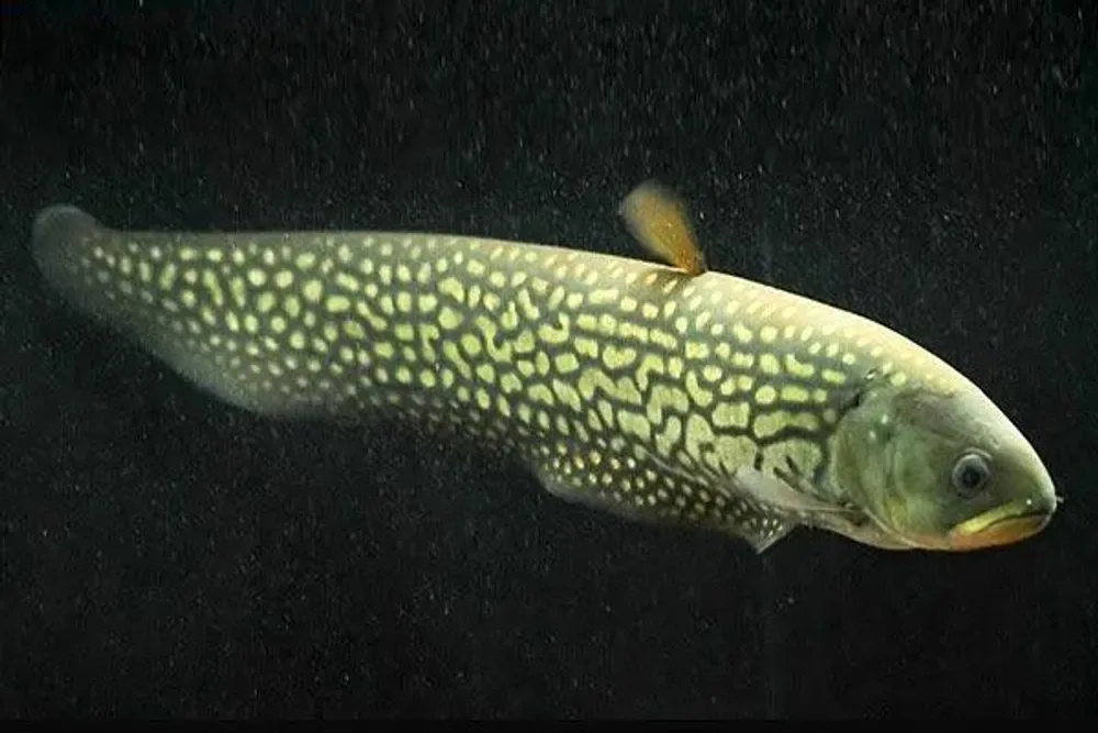 Reticulate Knifefish