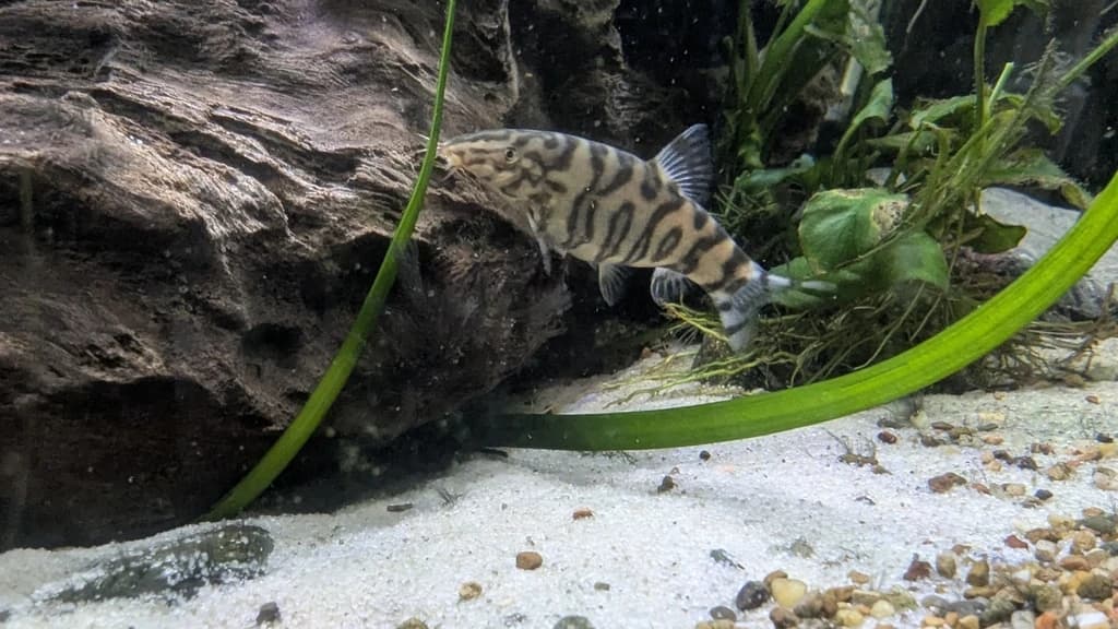 Reticulate Loach