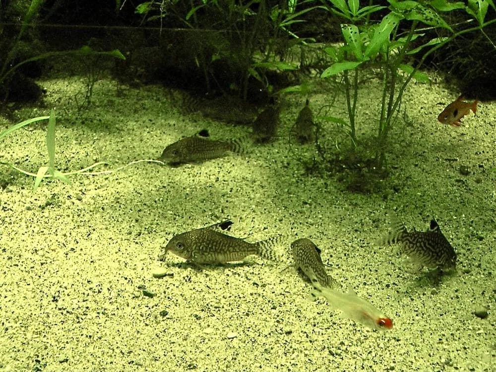 Reticulated Corydoras