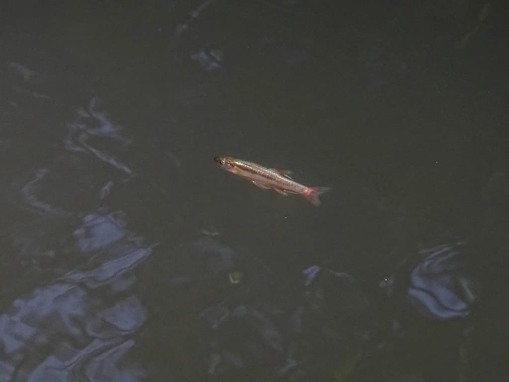 Rhodes Minnow