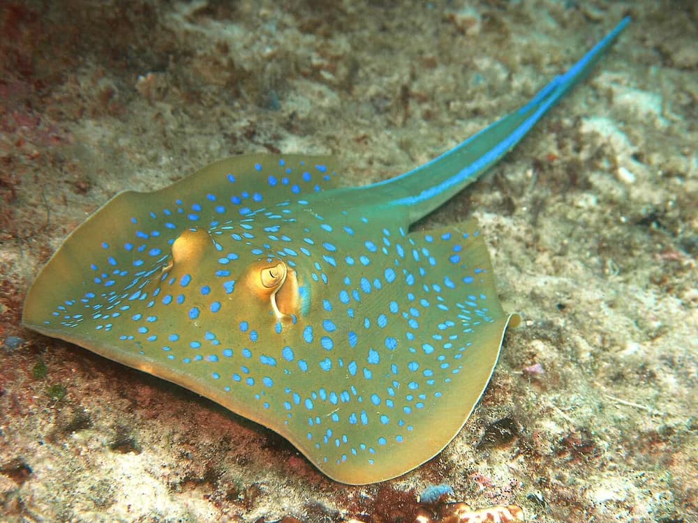 Ribbontail Stingray