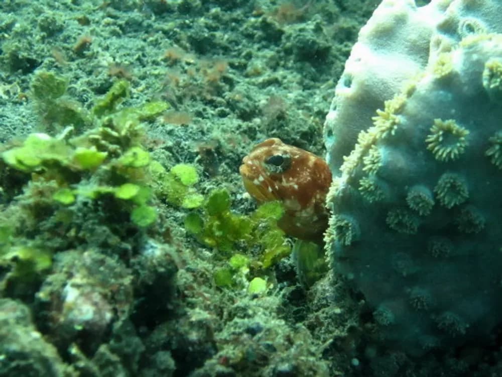 Robust Jawfish