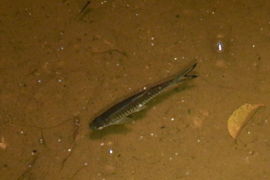 Rosefin Rasbora