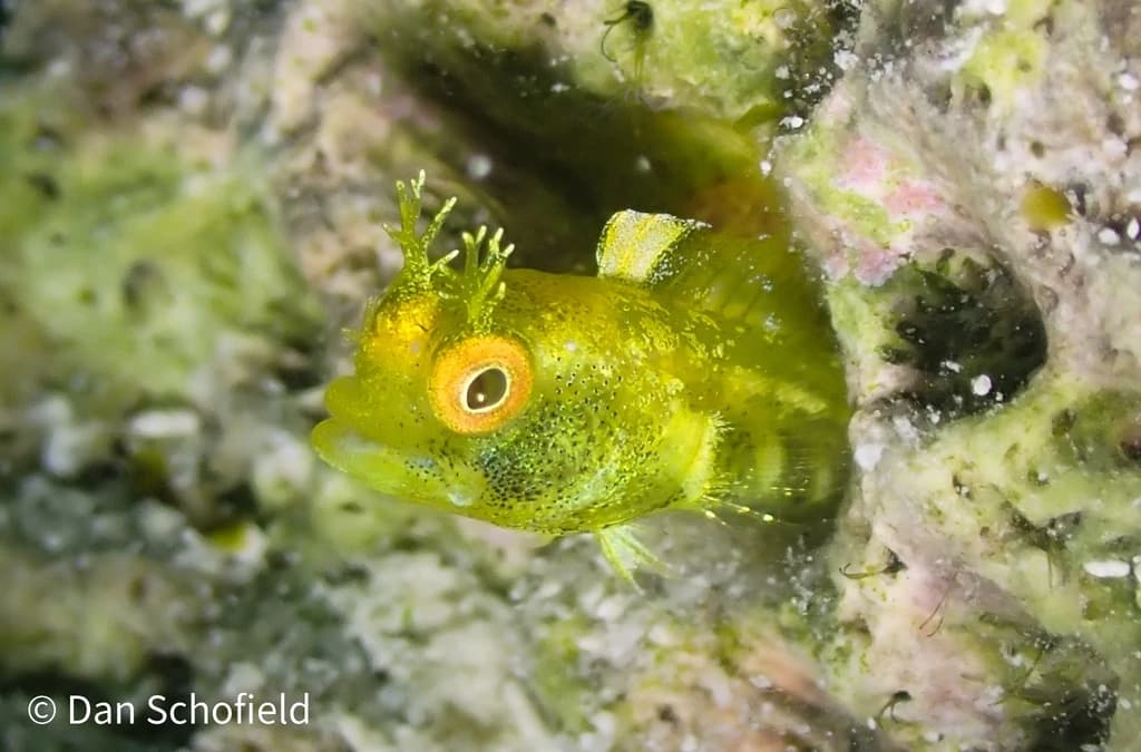 Roughhead Blenny