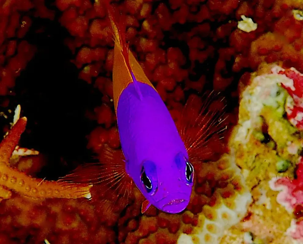 Royal Dottyback