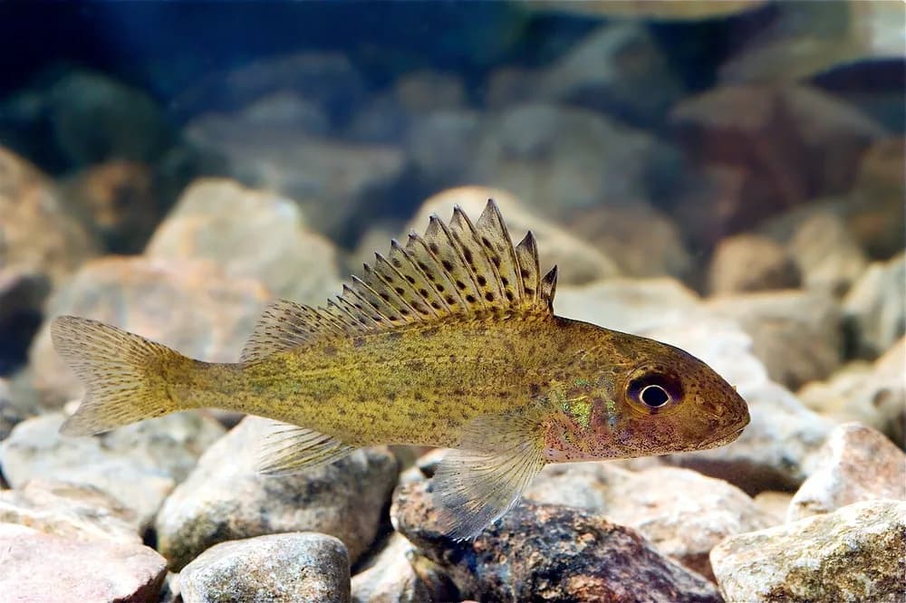 Ruffe