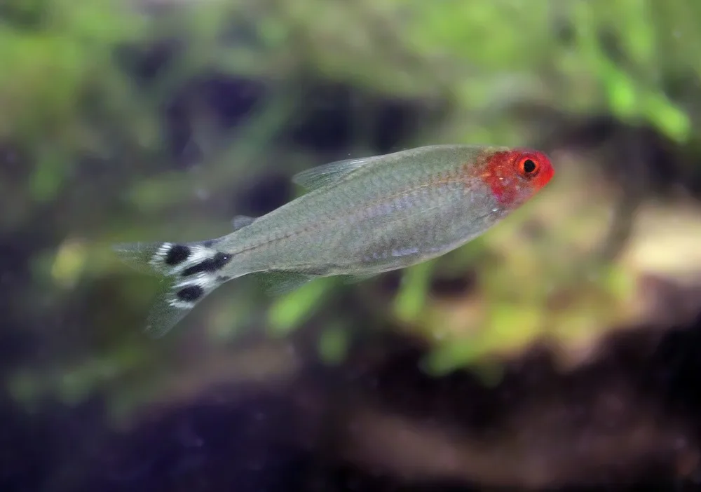 Rummy-Nose Tetra
