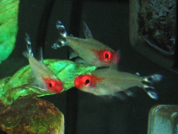 Rummynose Tetra