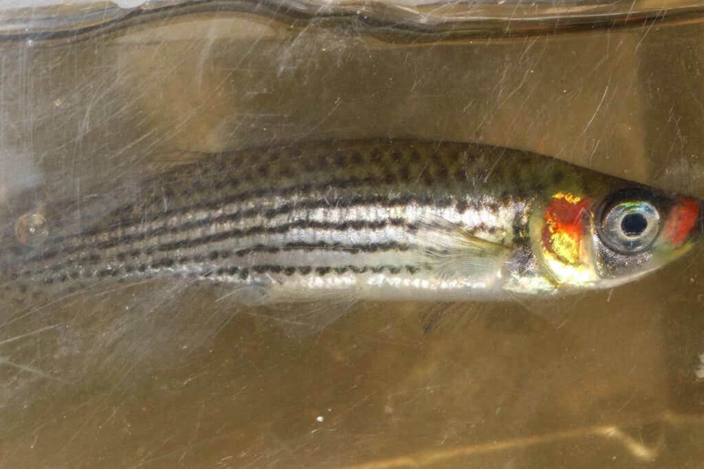 Russetfin Topminnow