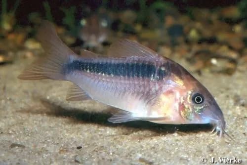 Rust Corydoras