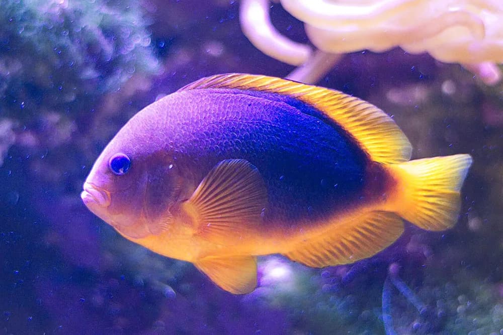 Saddle Anemonefish