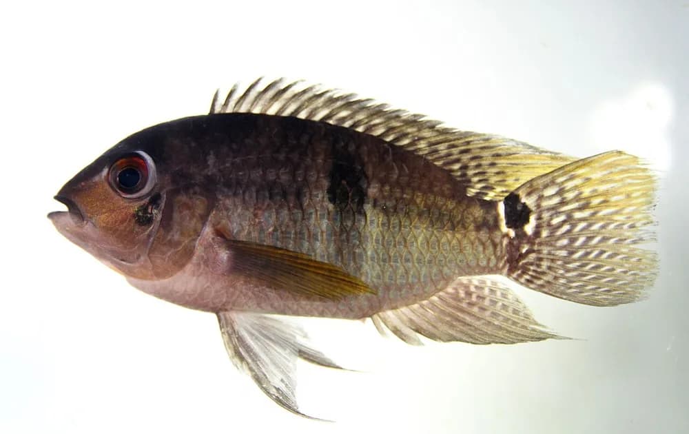 Saddle Cichlid