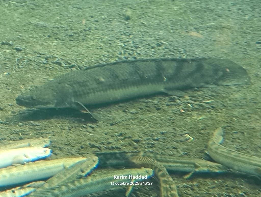 Saddled Bichir