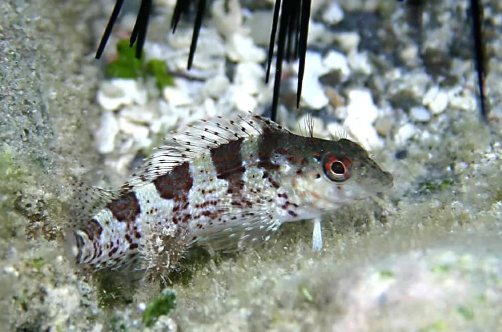 Saddled Blenny