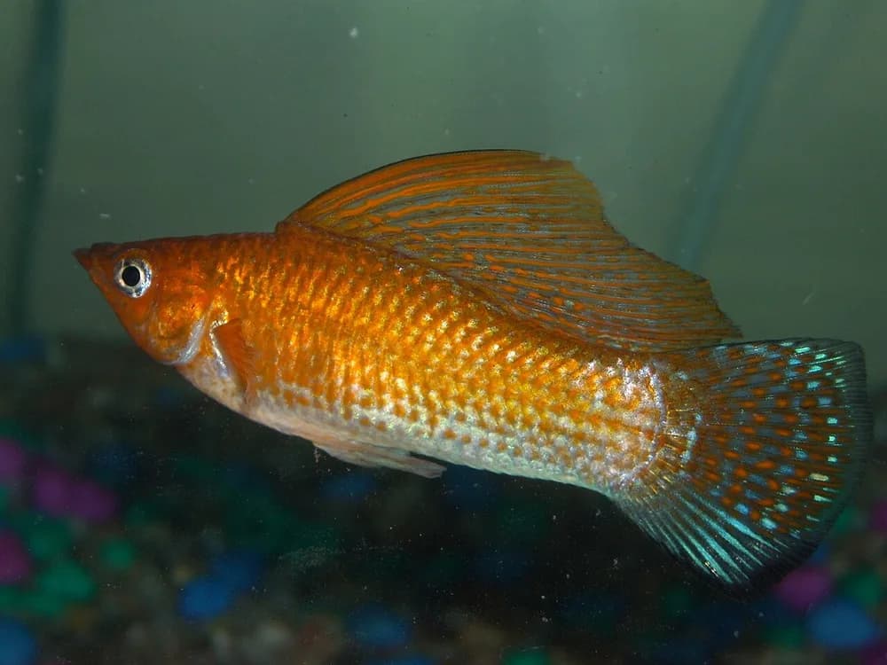 Sail-Fin Molly