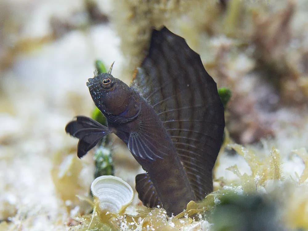 Sailfin Blenny
