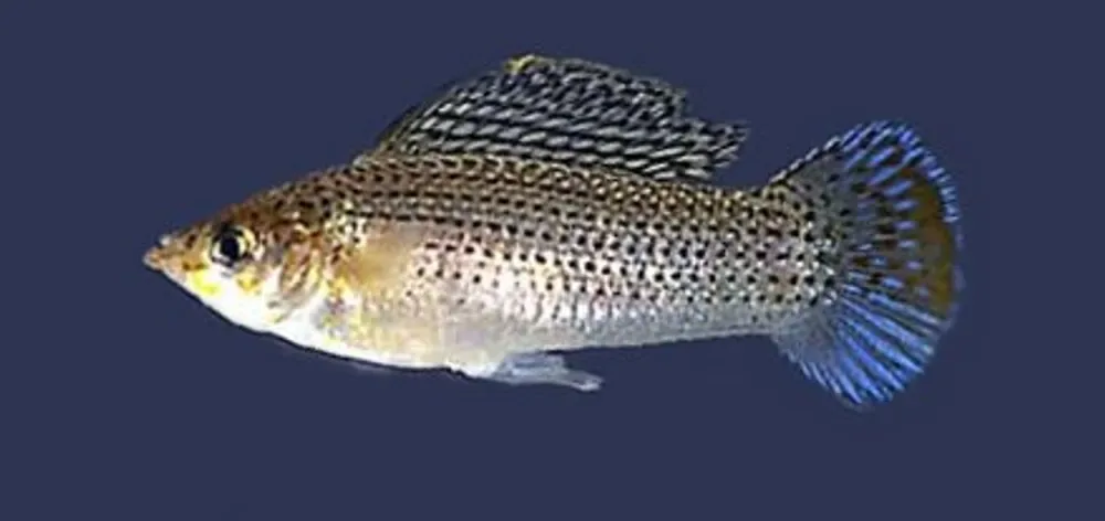Sailfin Molly