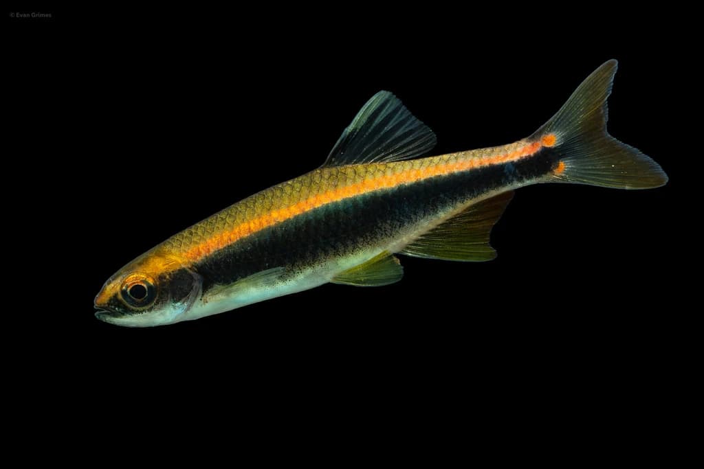 Sailfin Shiner