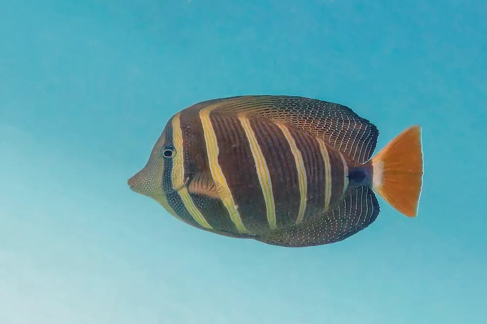 Sailfin Tang