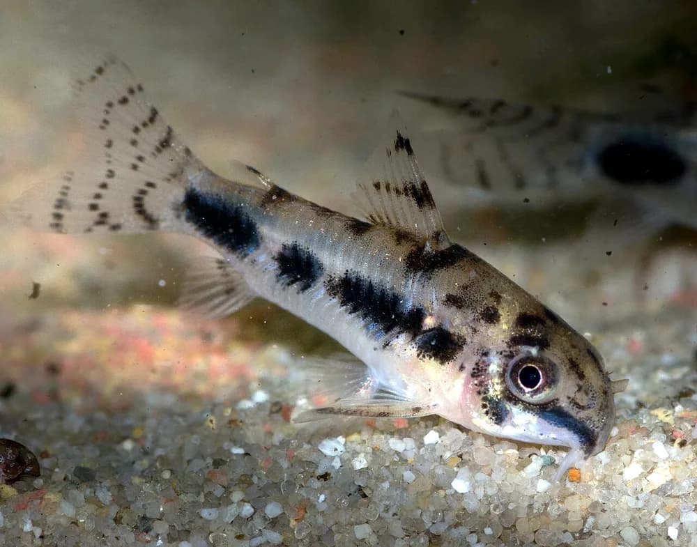 Salt and Pepper Catfish