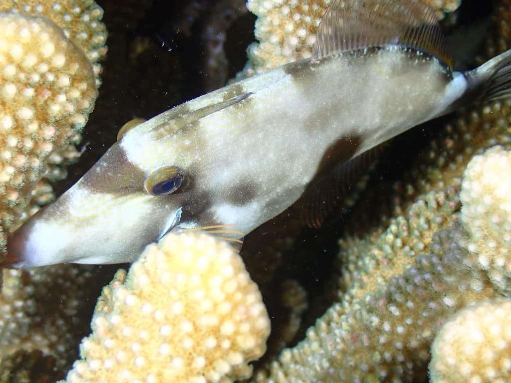 Sandwich Isles Filefish