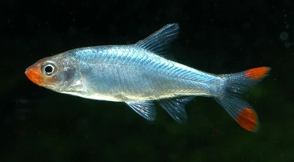 Sawbwa Barb